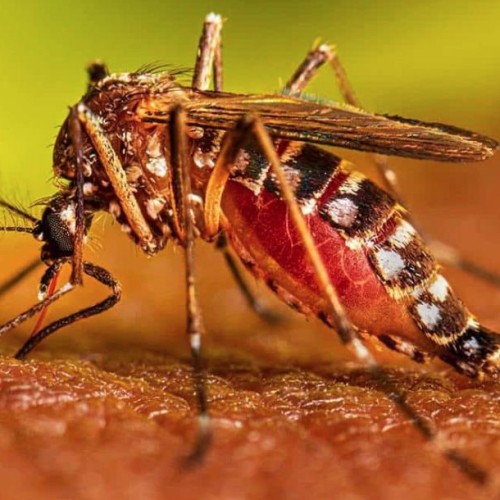 Confirman 21 casos de dengue